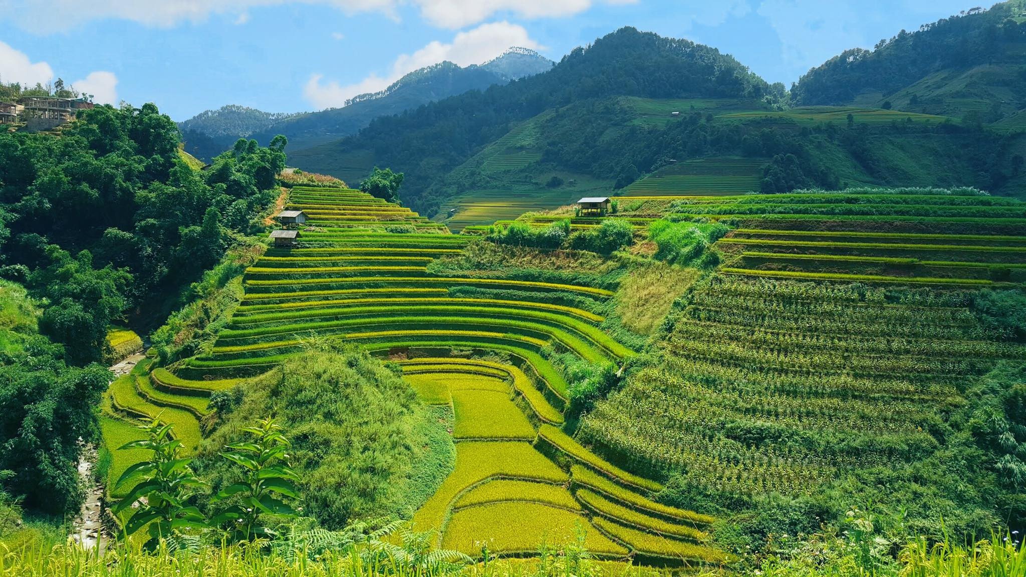 mua lua chin Mu Cang Chai anh 1