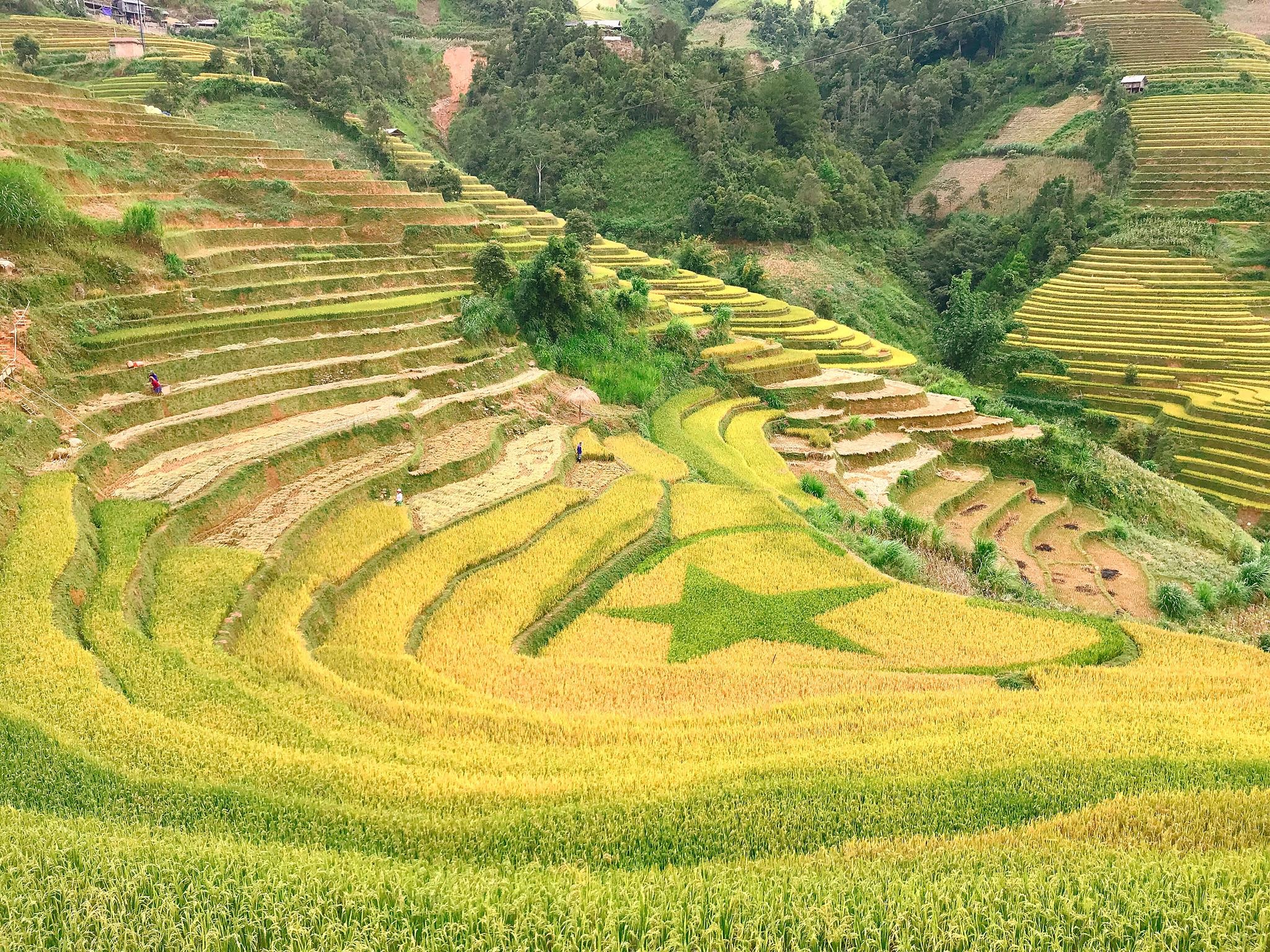 Ban giao huong mua vang tren reo cao Mu Cang Chai hinh anh