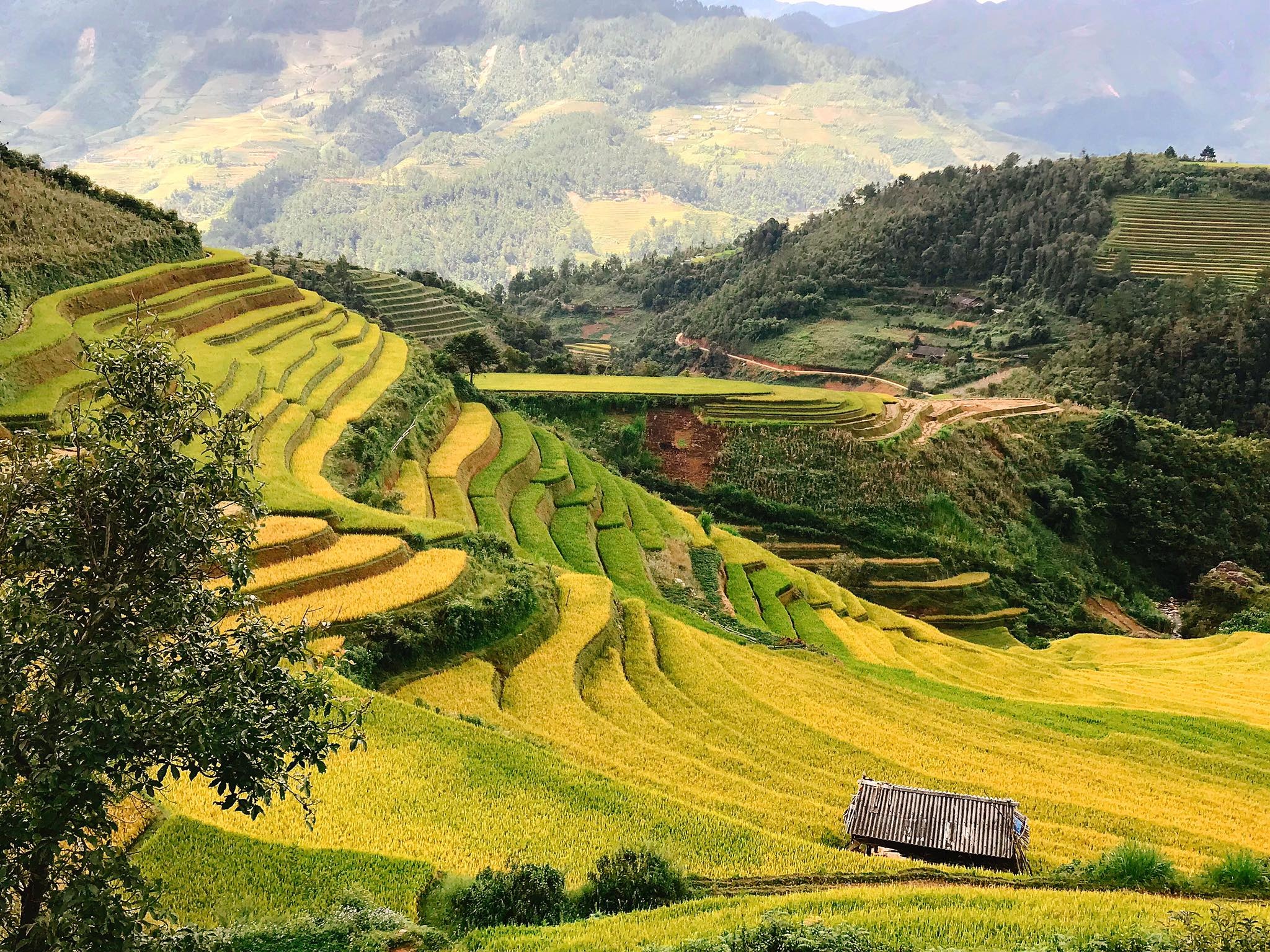 mua lua chin Mu Cang Chai anh 17