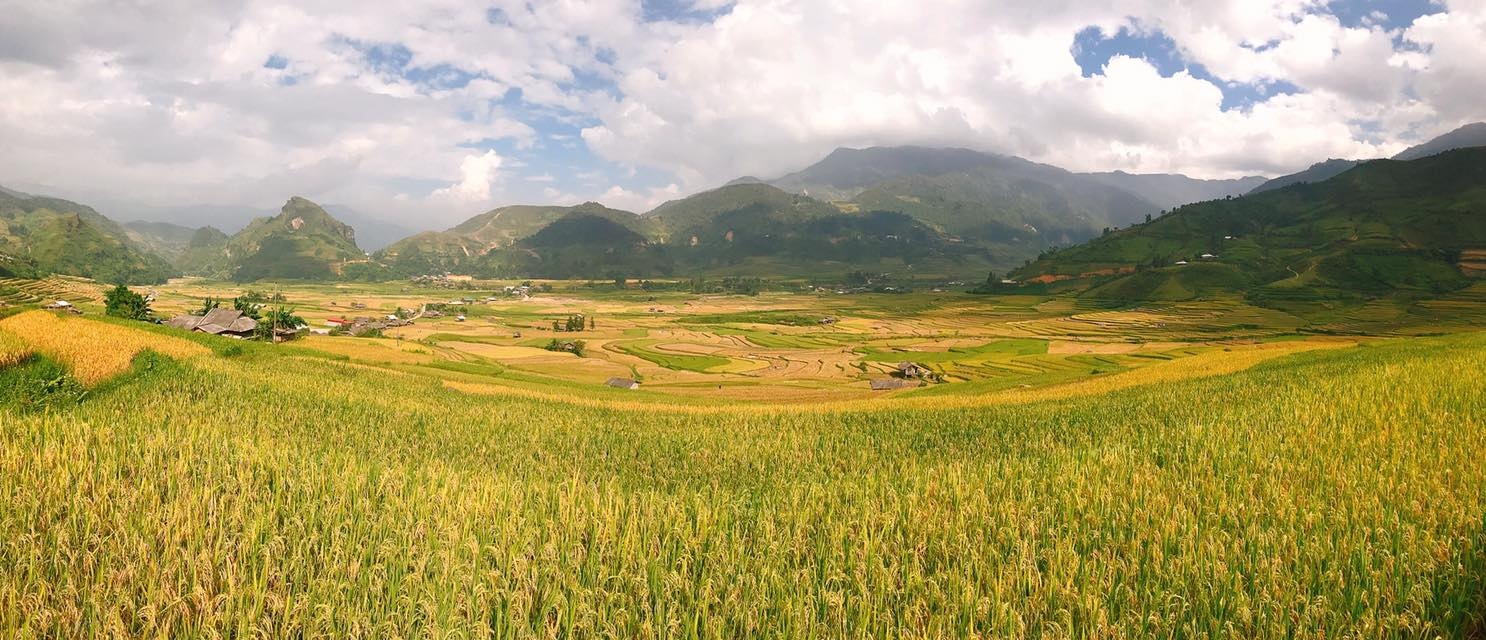 mua lua chin Mu Cang Chai anh 21