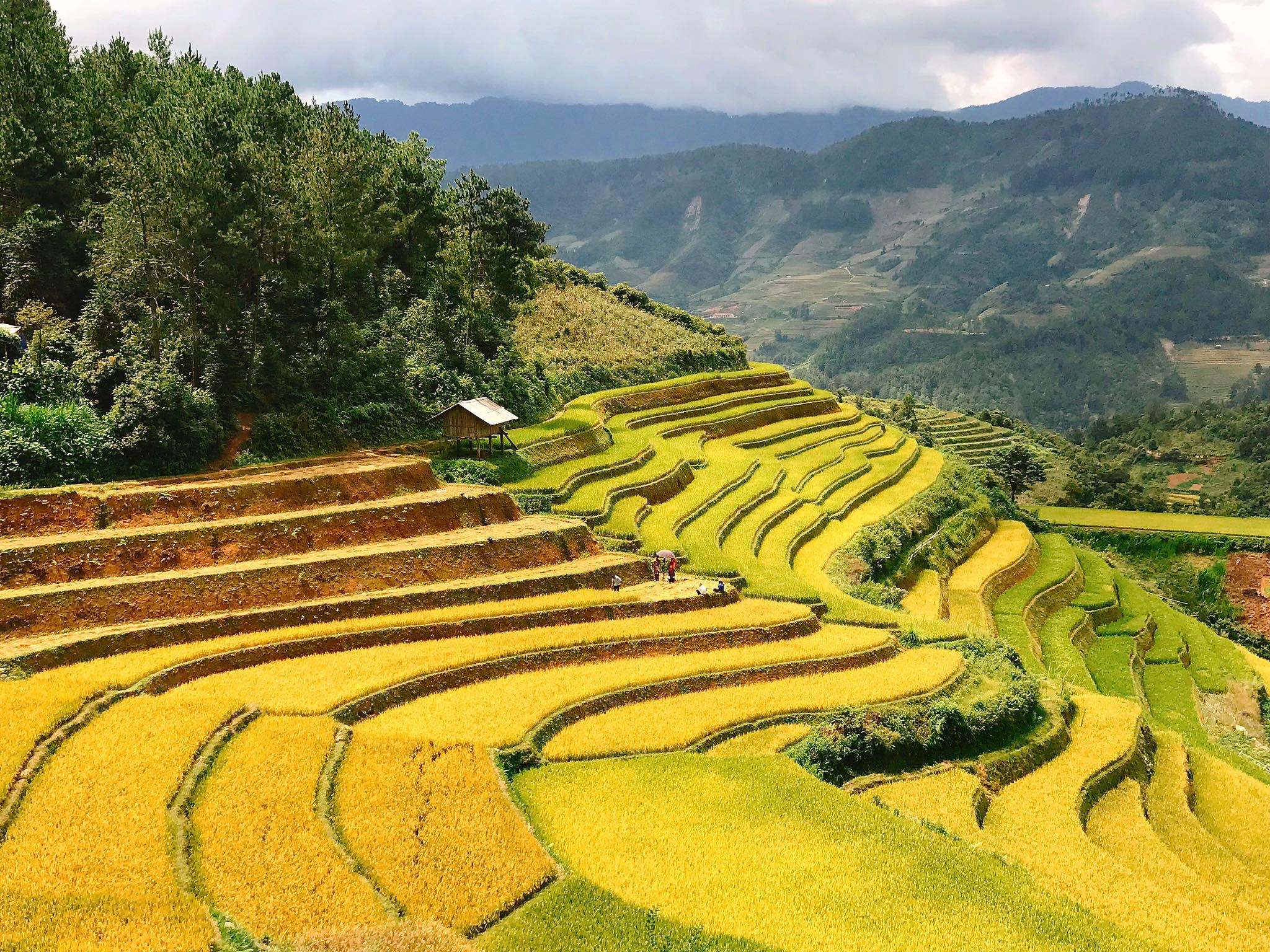 mua lua chin Mu Cang Chai anh 27