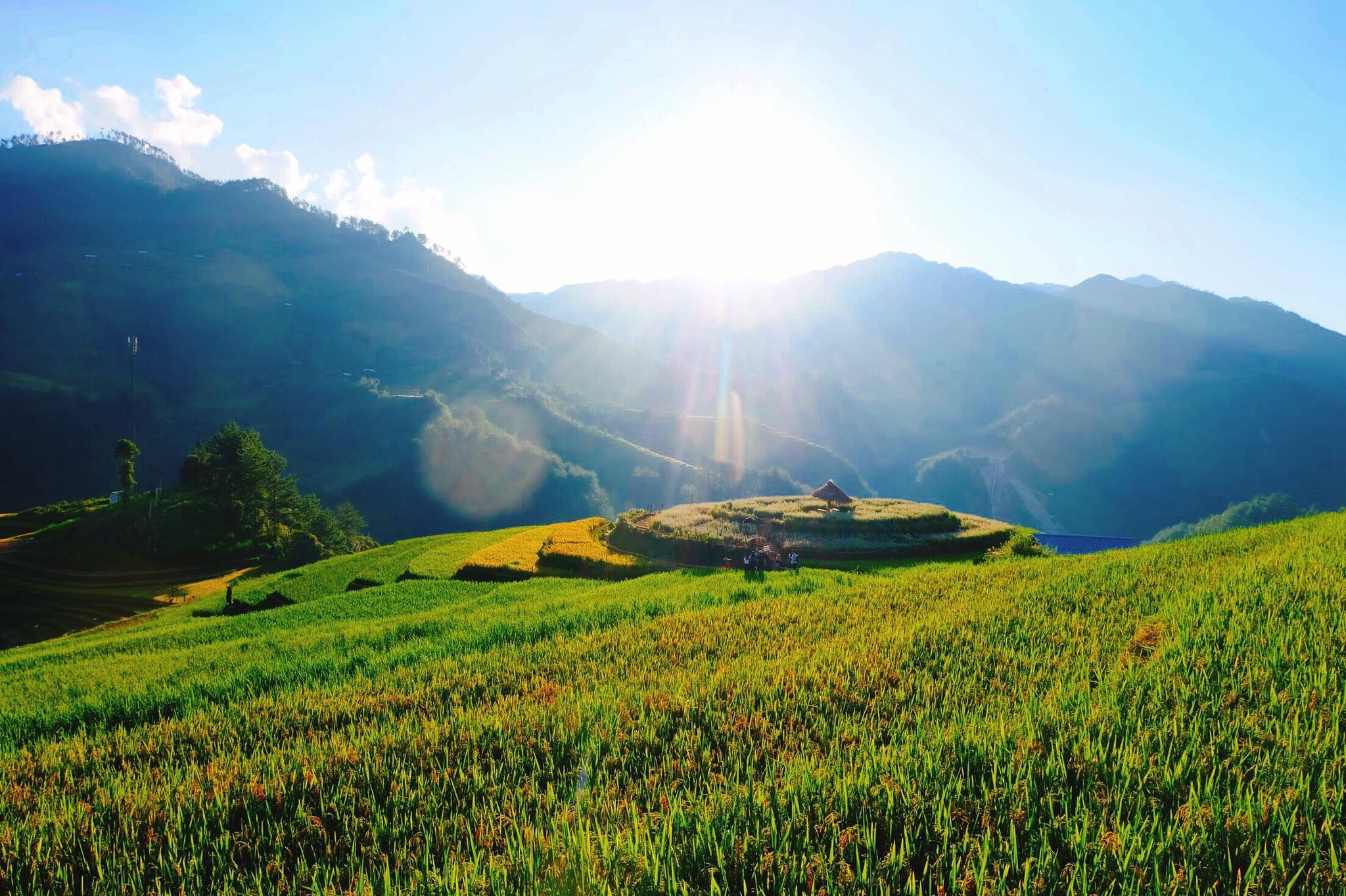 mua lua chin Mu Cang Chai anh 2