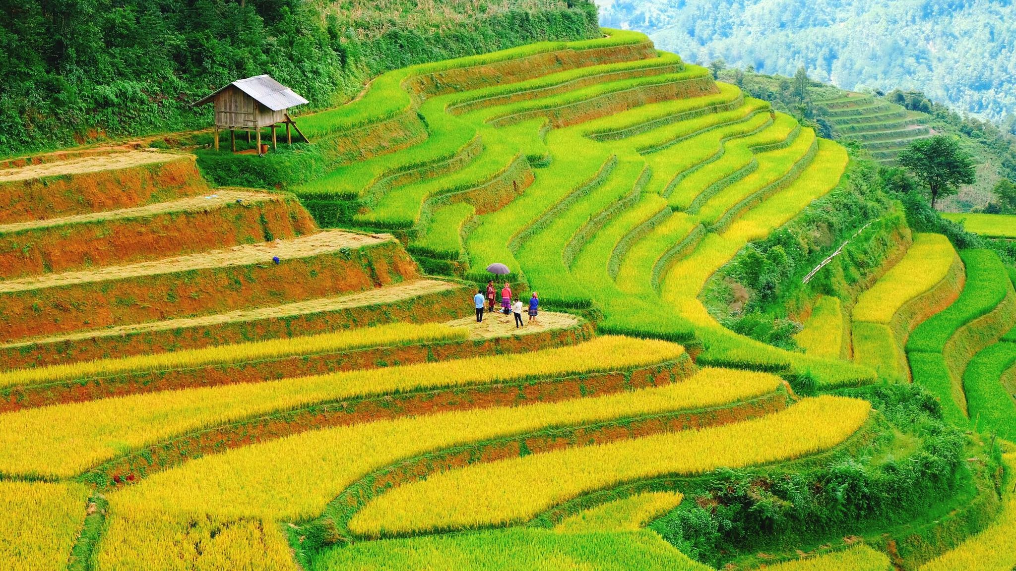 mua lua chin Mu Cang Chai anh 30