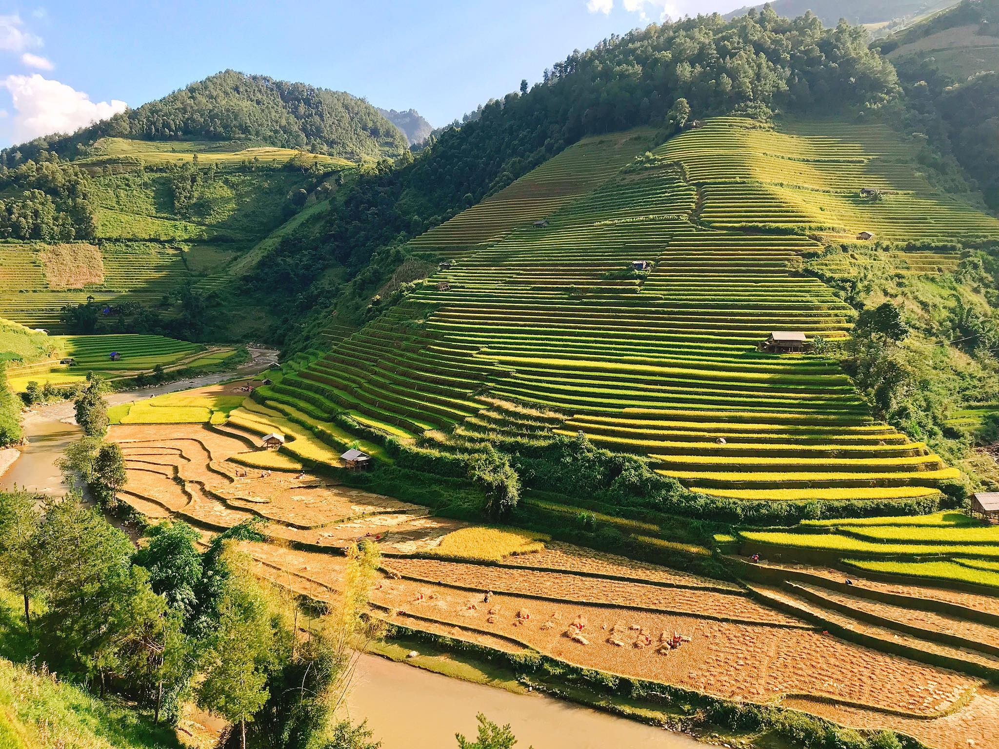 mua lua chin Mu Cang Chai anh 23