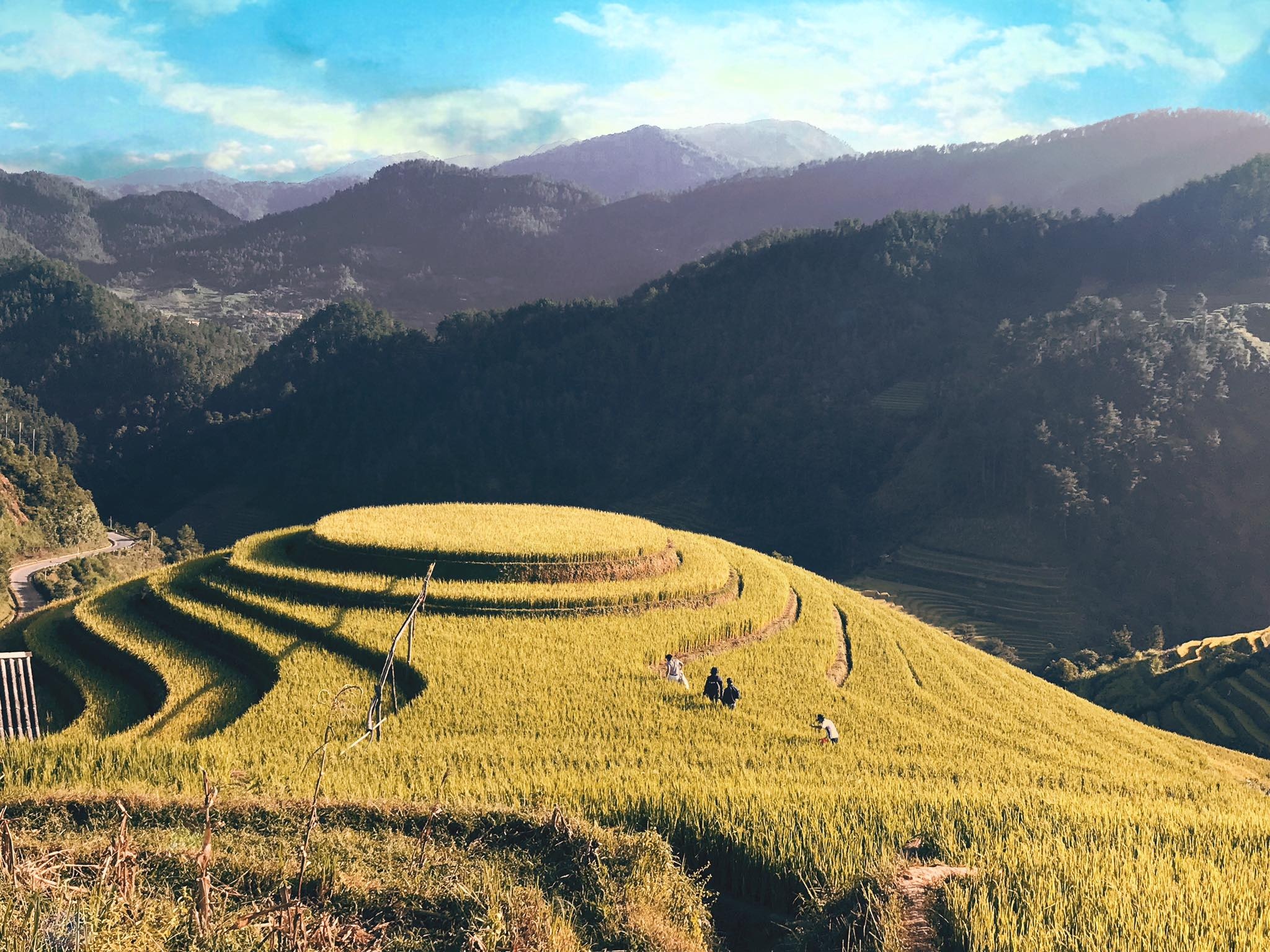 mua lua chin Mu Cang Chai anh 20