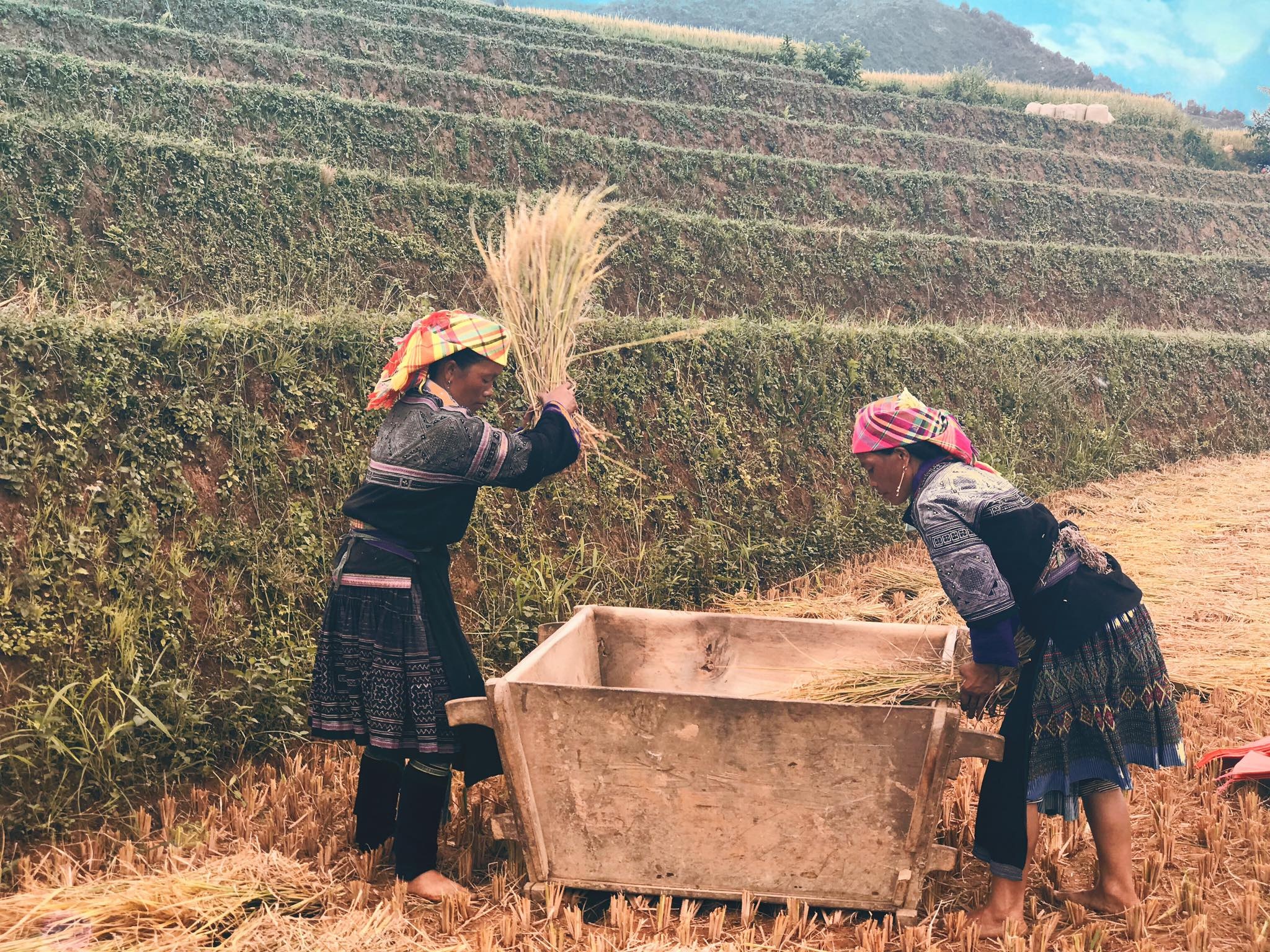 mua lua chin Mu Cang Chai anh 31