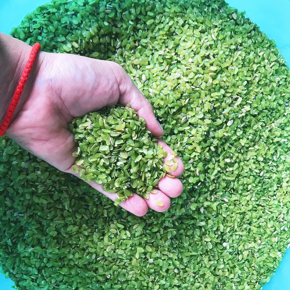 mua lua chin Mu Cang Chai anh 46