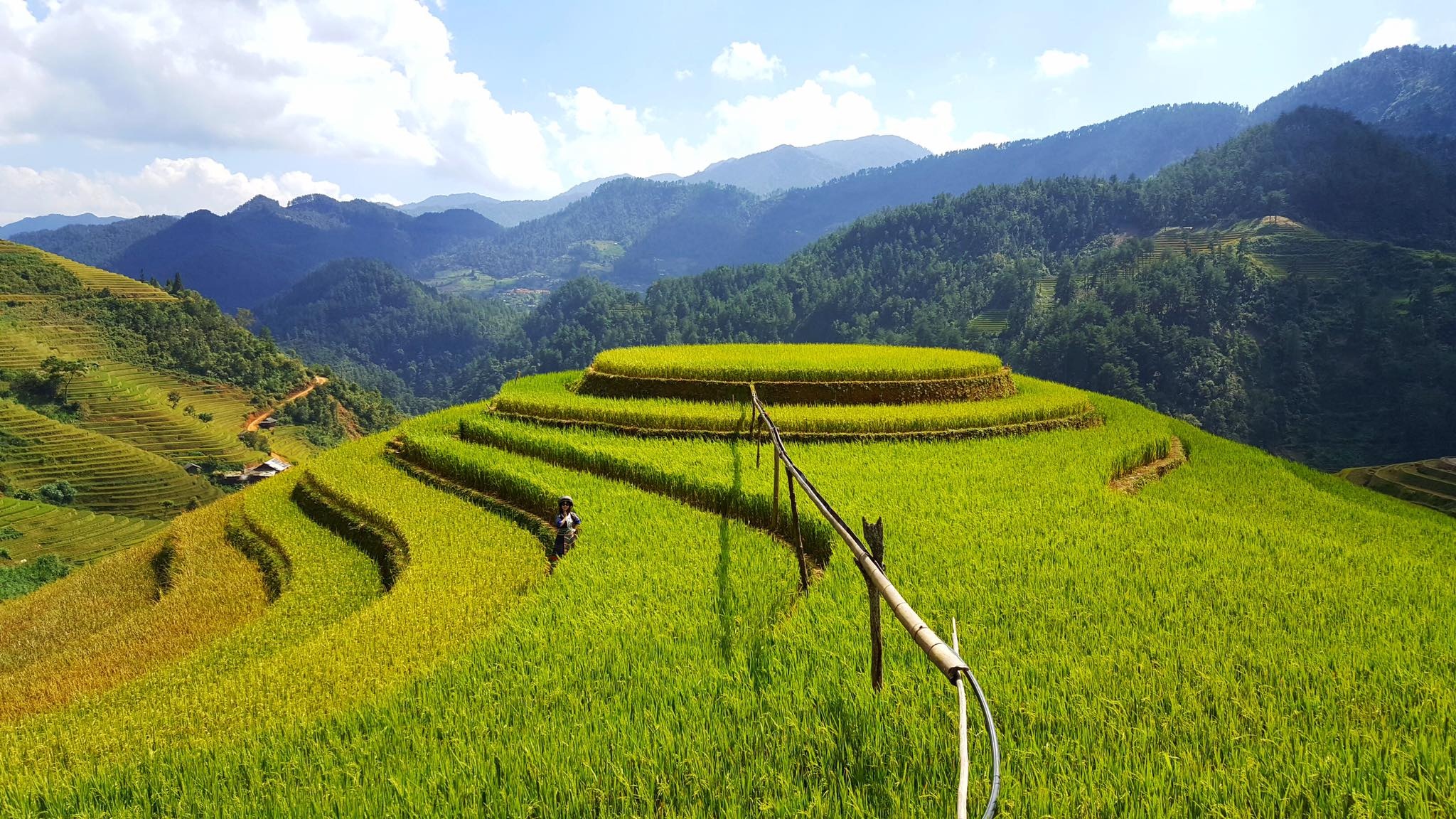 mua lua chin Mu Cang Chai anh 10