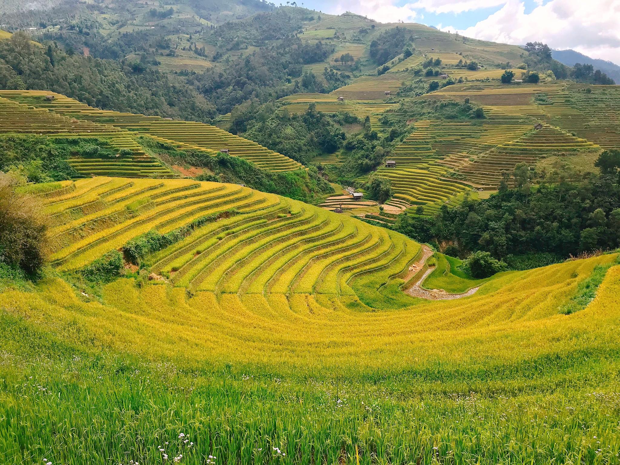 mua lua chin Mu Cang Chai anh 11