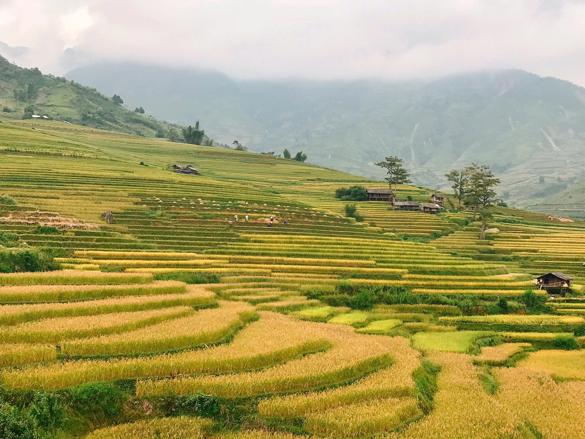 mua lua chin Mu Cang Chai anh 26