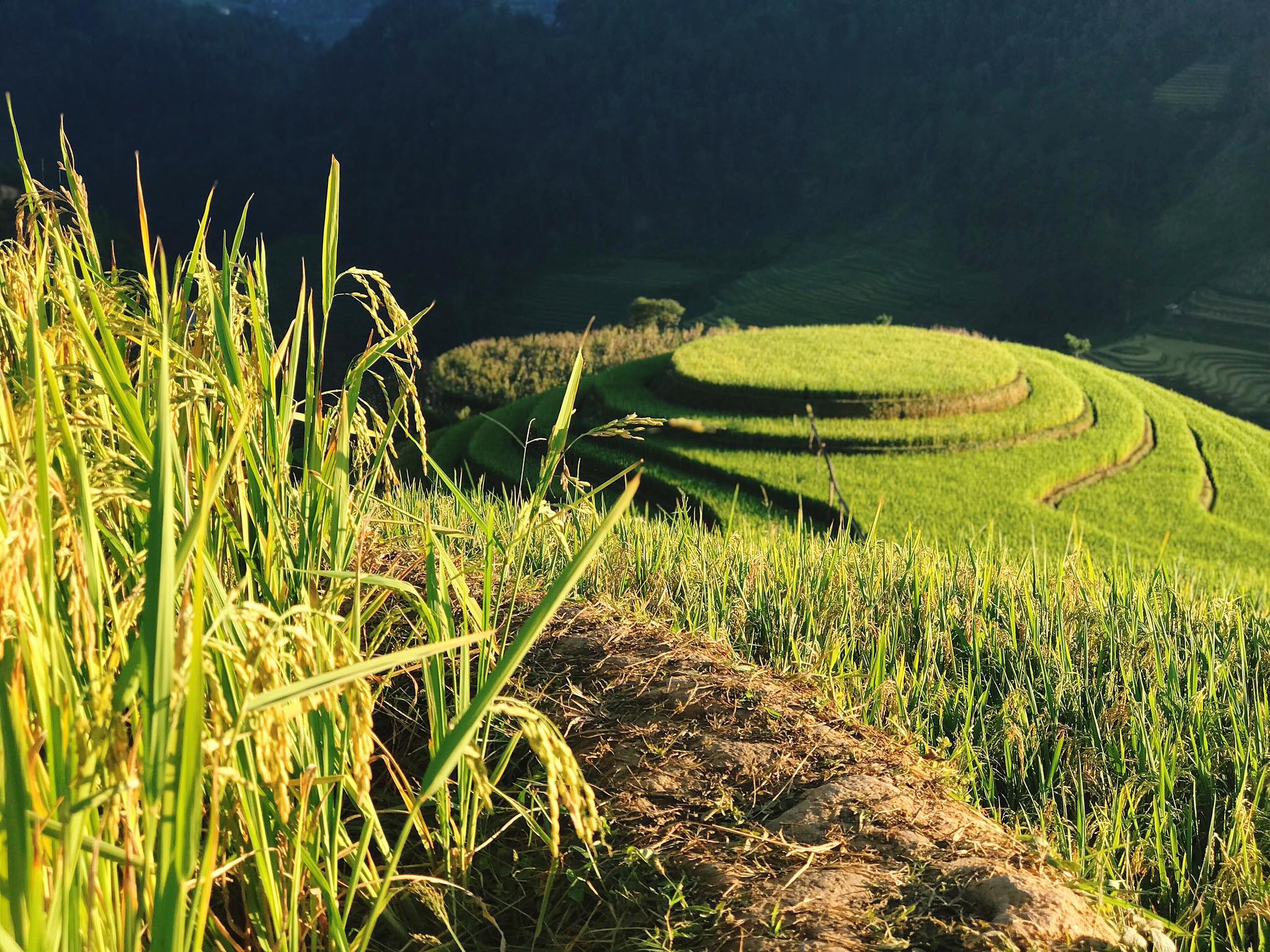 mua lua chin Mu Cang Chai anh 13