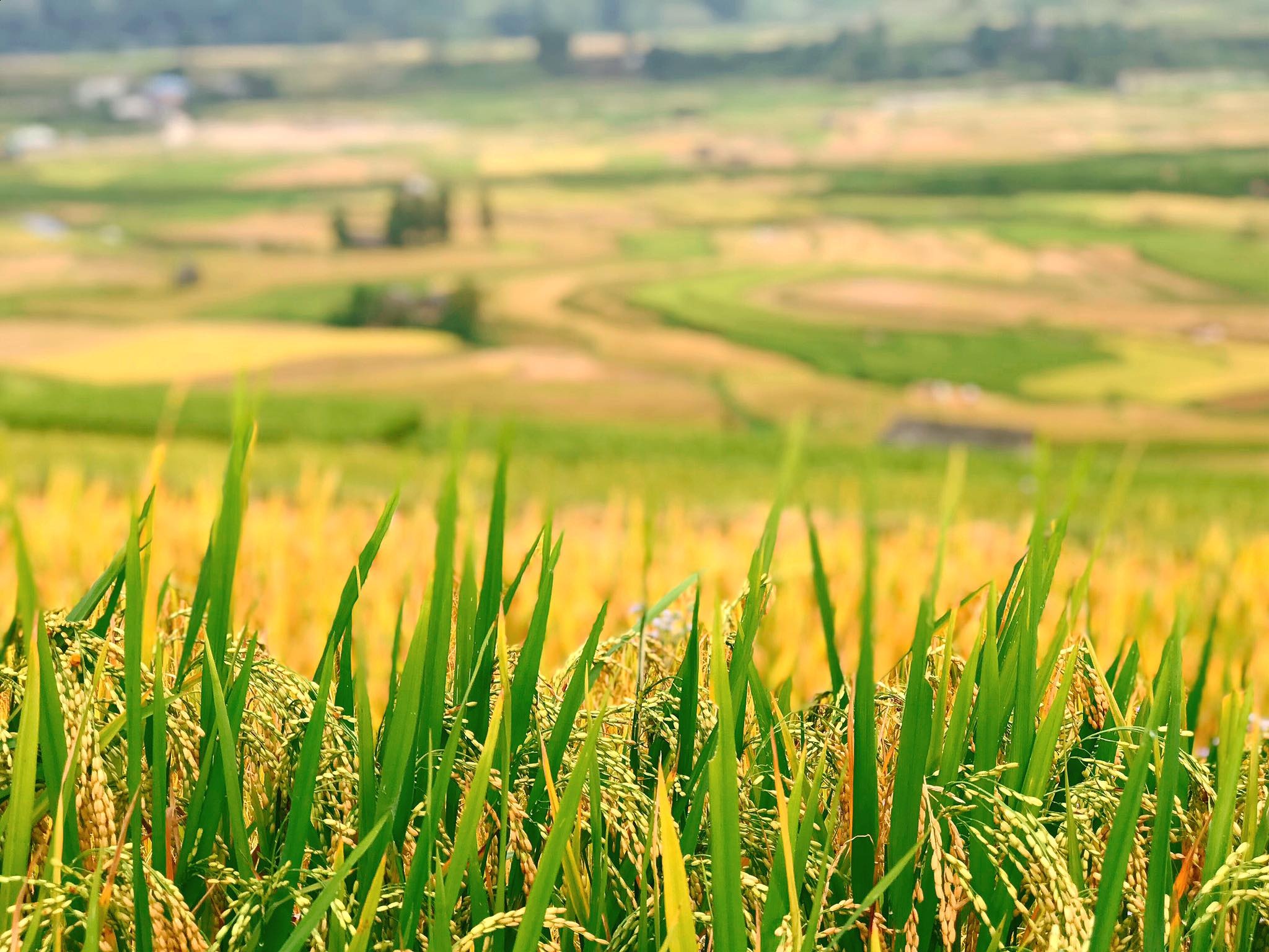 mua lua chin Mu Cang Chai anh 14