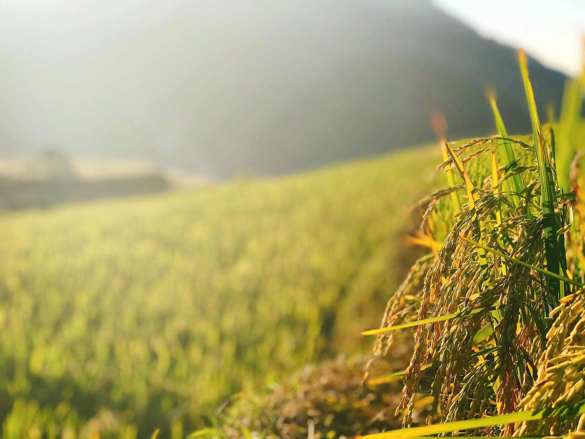 mua lua chin Mu Cang Chai anh 15