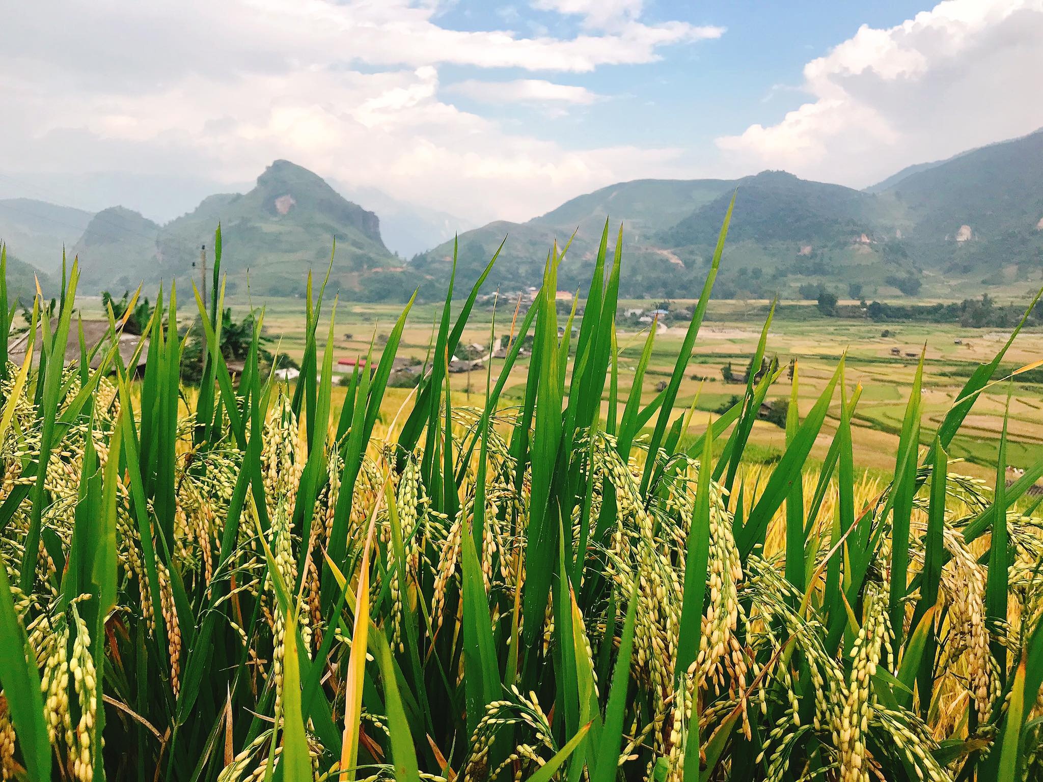 mua lua chin Mu Cang Chai anh 12