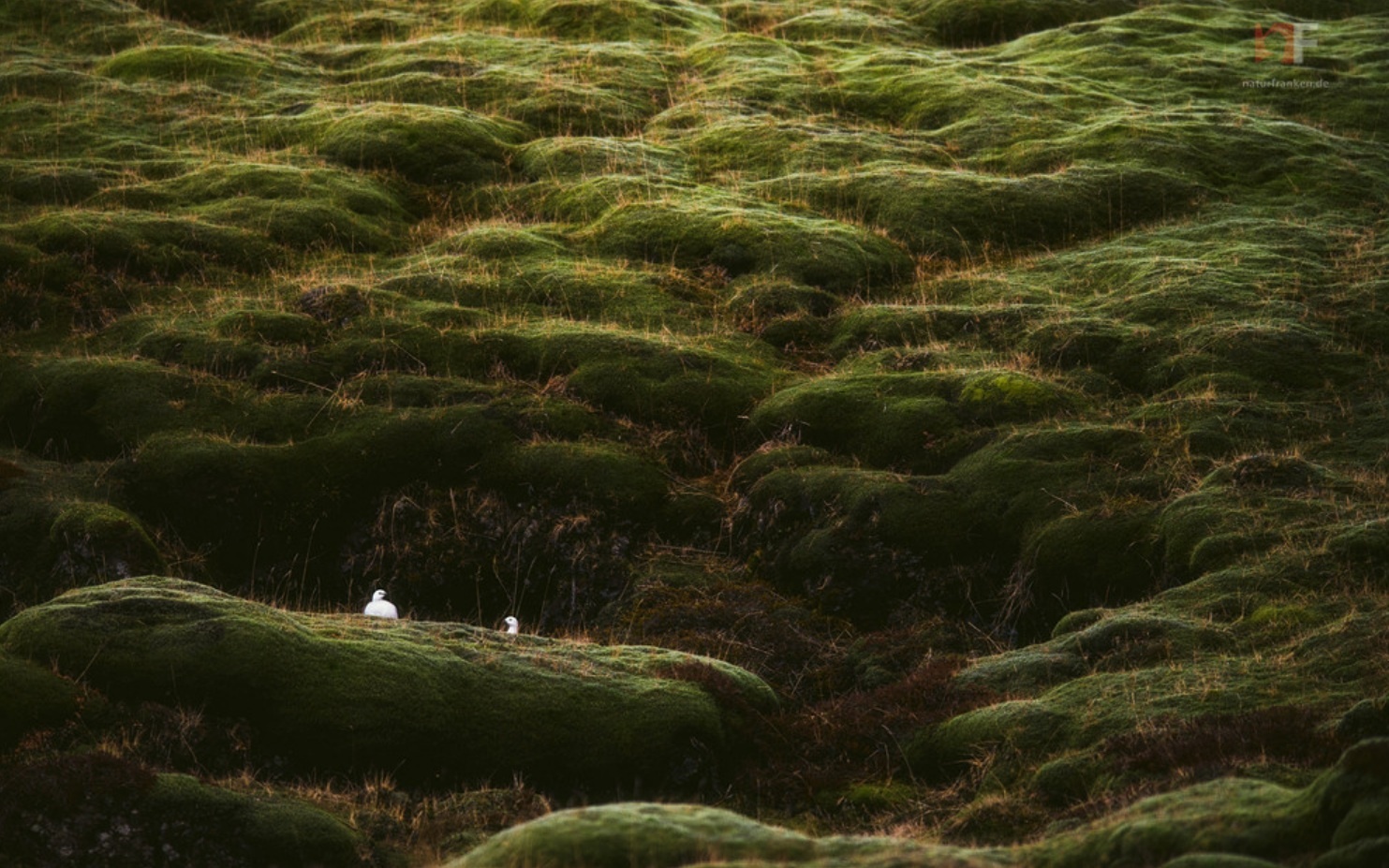 canh dong dung nham reu Eldhraun anh 5