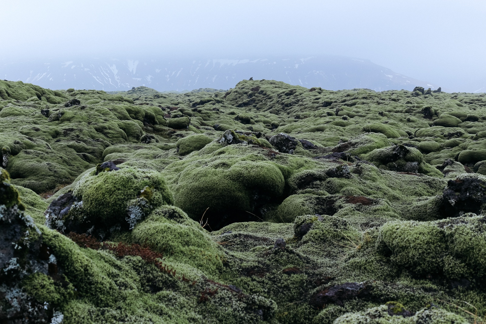 canh dong dung nham reu Eldhraun anh 6