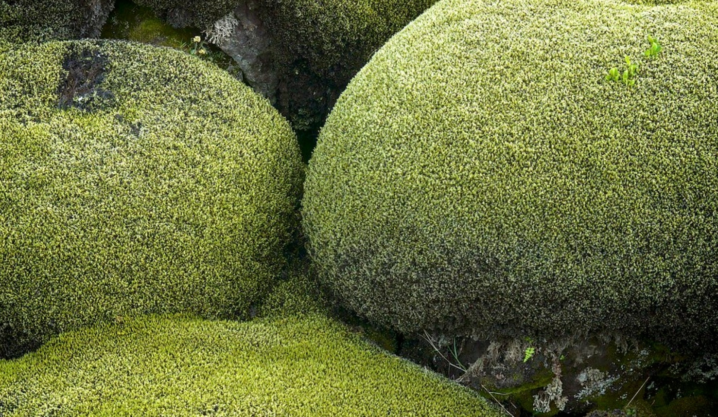 canh dong dung nham reu Eldhraun anh 11