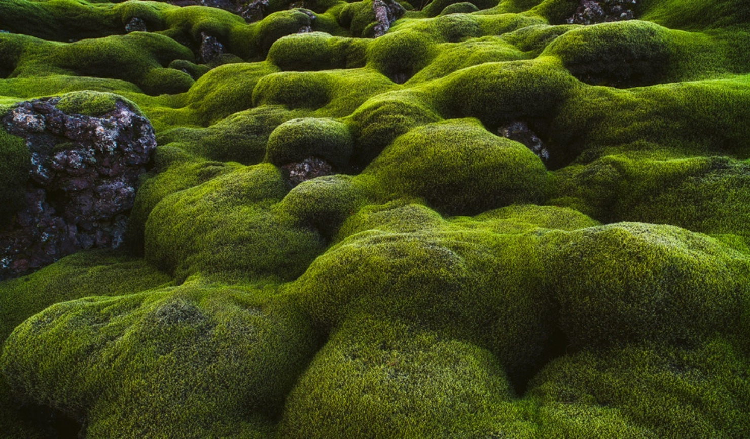 canh dong dung nham reu Eldhraun anh 9