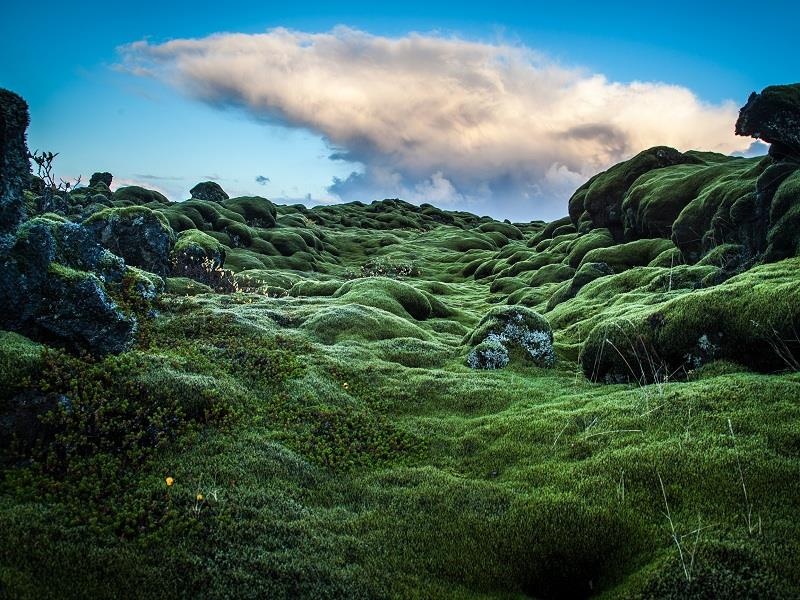 Lac den Mat Trang tren canh dong dung nham reu phu Iceland hinh anh