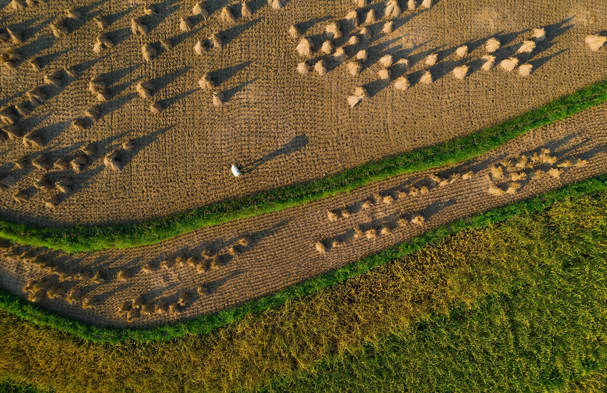 thac Ban Gioc mua lua chin anh 17