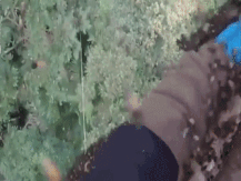 Mao hiem treo cay cao 80 m san mat ong tualang o Malaysia hinh anh