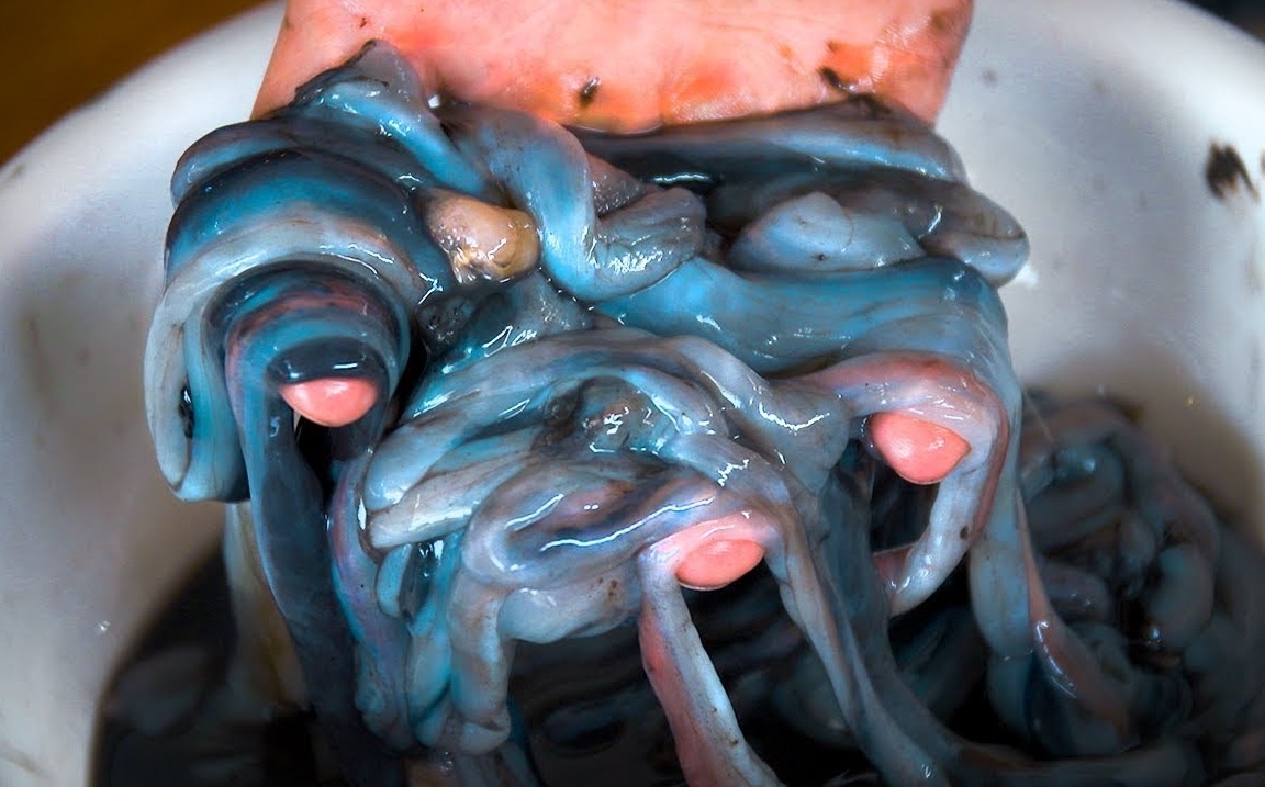 Sau go Philipines anh 1