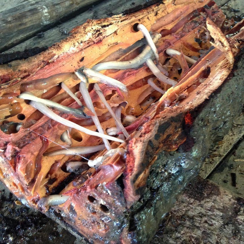 Sau go Philipines anh 2