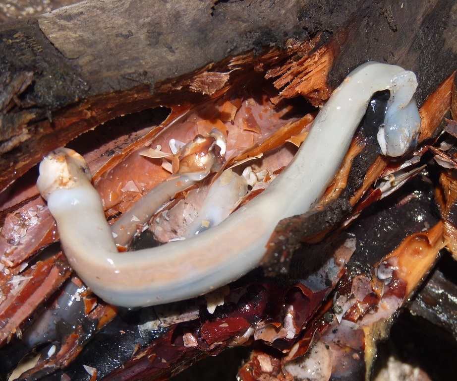 Sau go Philipines anh 3