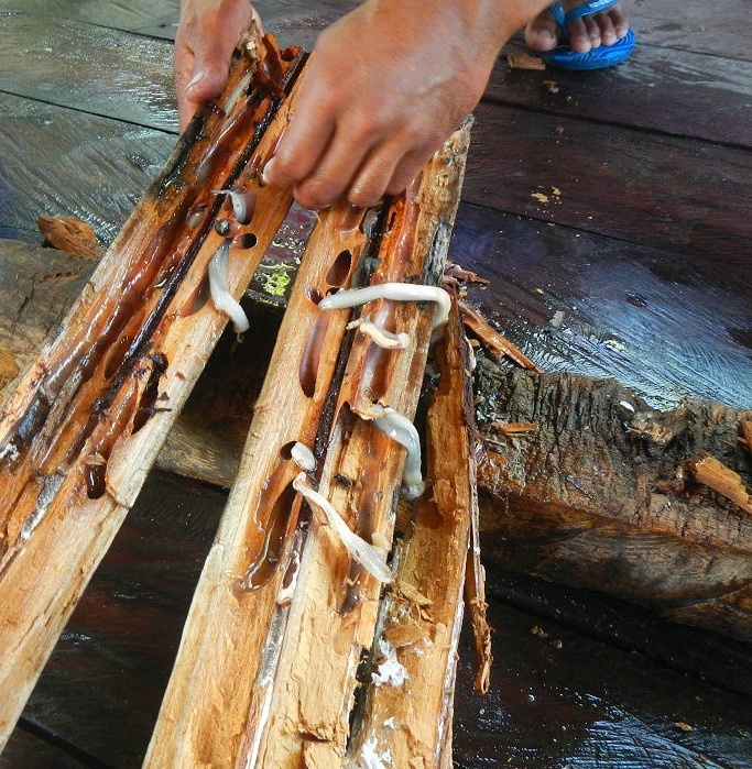 Sau go Philipines anh 4