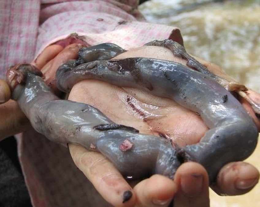 Sau go Philipines anh 5