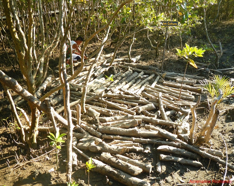 Sau go Philipines anh 10