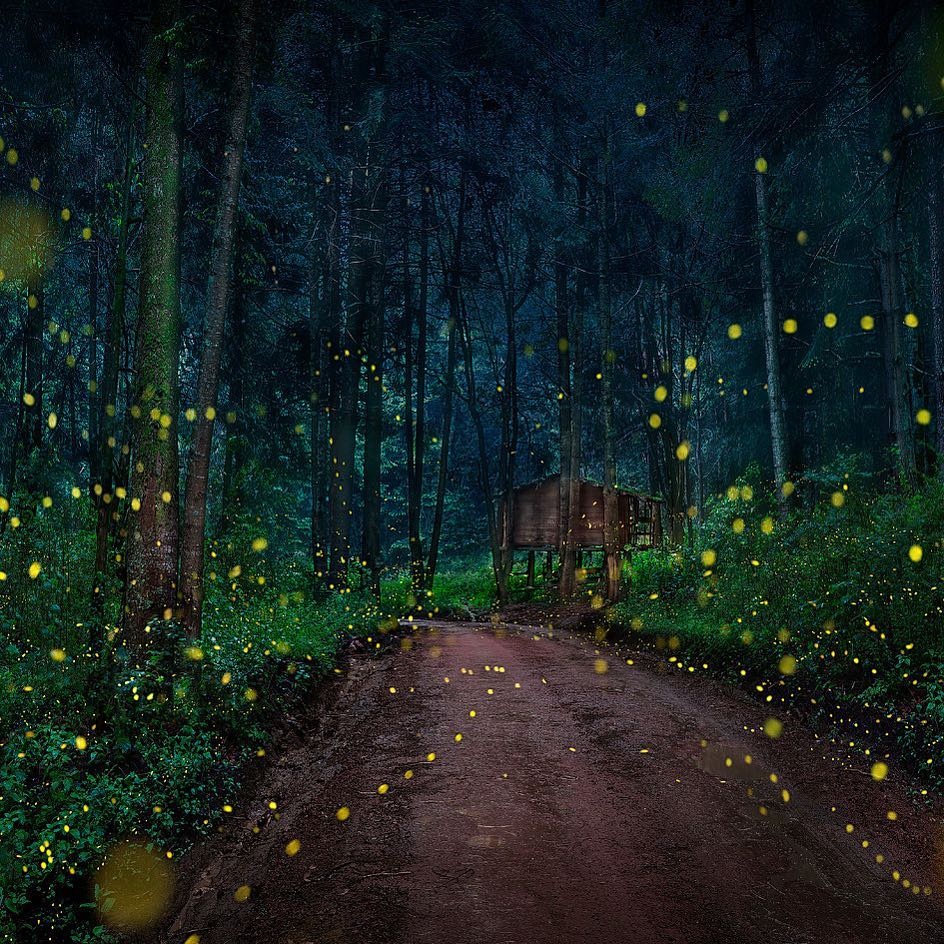 khu bảo tồn đom đóm Mexico ảnh 1 khu bao ton dom dom Mexico anh 1