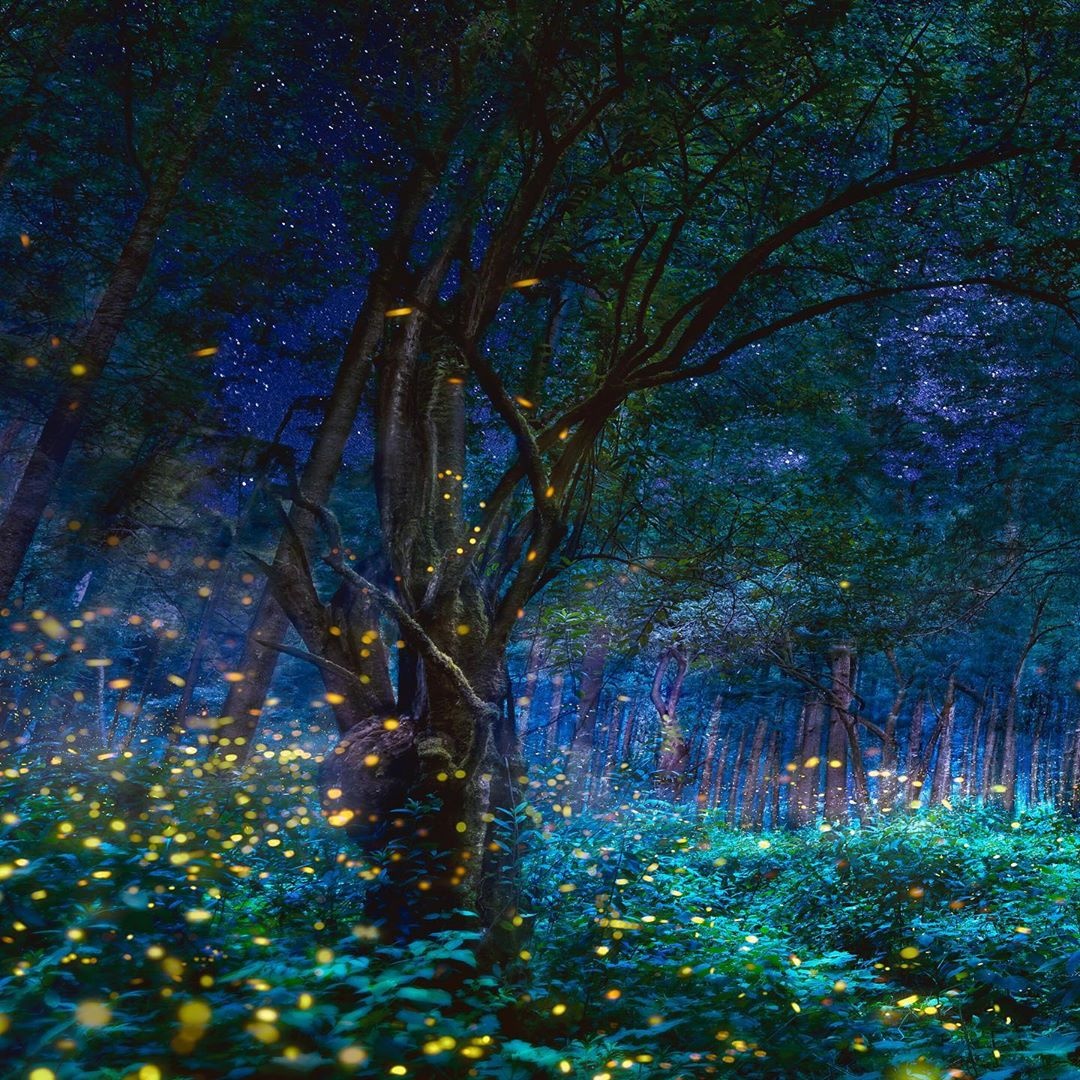 khu bảo tồn đom đóm Mexico ảnh 3 khu bao ton dom dom Mexico anh 3