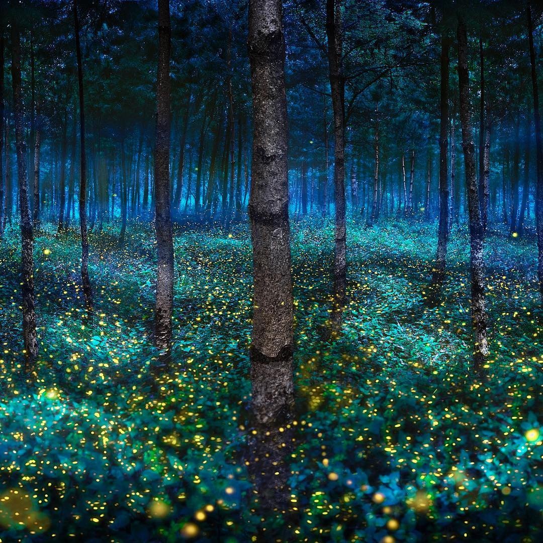 khu bảo tồn đom đóm Mexico ảnh 4 khu bao ton dom dom Mexico anh 4