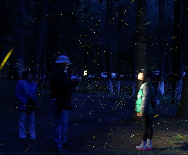 khu bảo tồn đom đóm Mexico ảnh 12 khu bao ton dom dom Mexico anh 12