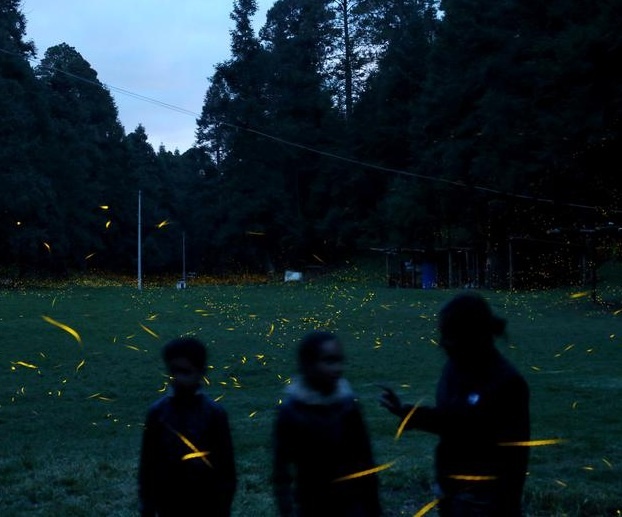 khu bảo tồn đom đóm Mexico ảnh 11 khu bao ton dom dom Mexico anh 11