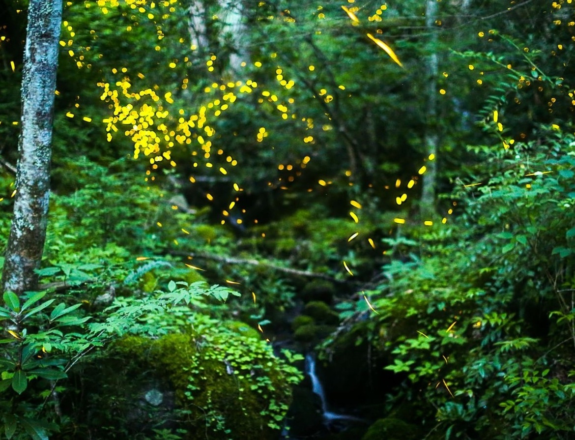 khu bảo tồn đom đóm Mexico ảnh 9 khu bao ton dom dom Mexico anh 9