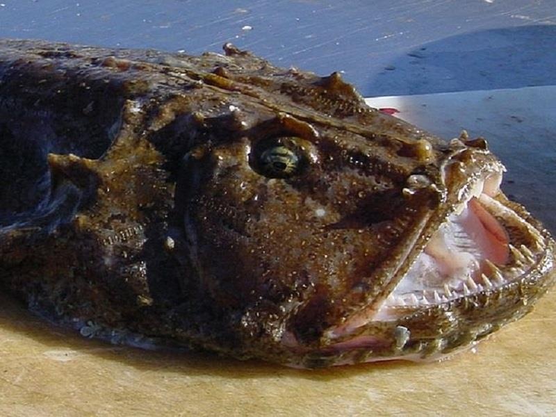 Anko - loai ca xau xi la mon ngon mua dong o Nhat Ban hinh anh