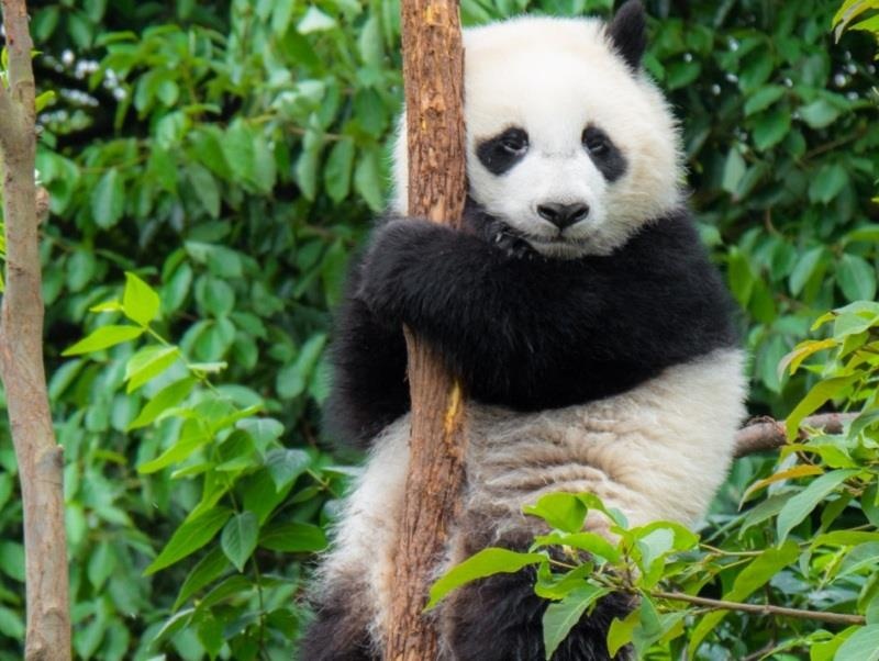 Gau truc con tap leo cay o Trung Quoc hinh anh