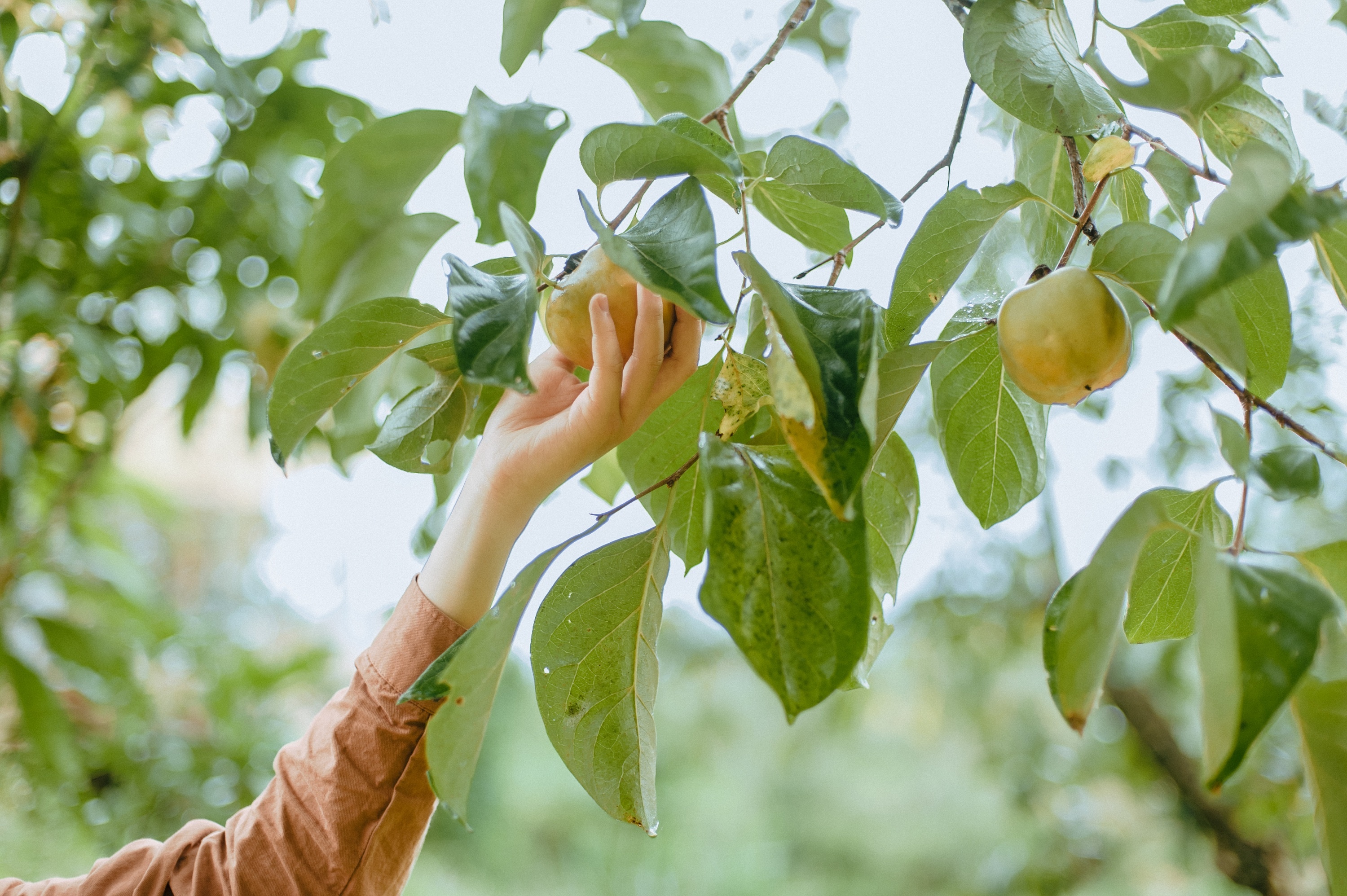 mùa thu Đà Lạt ảnh 20 mua thu Da Lat anh 20