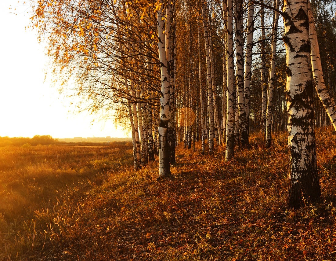 mua thu nuoc Nga anh 3