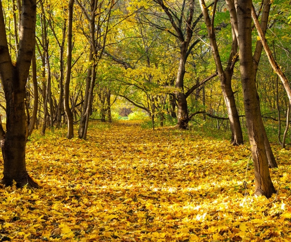 mua thu nuoc Nga anh 6