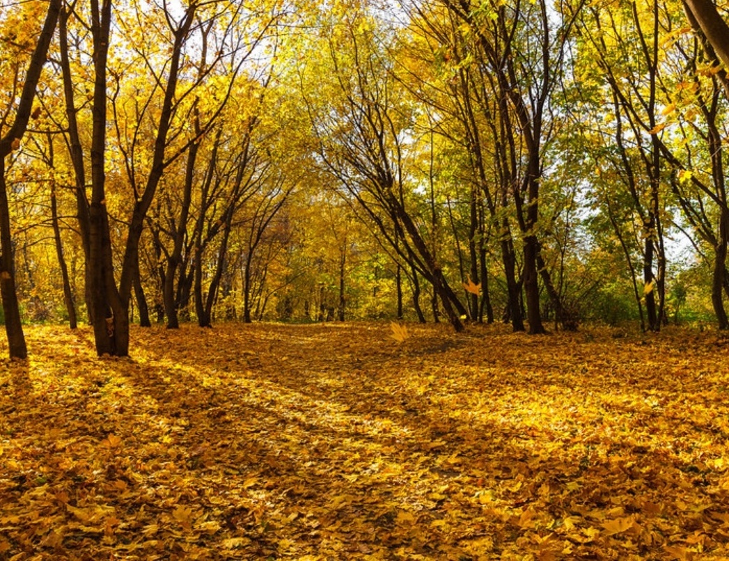 mua thu nuoc Nga anh 4