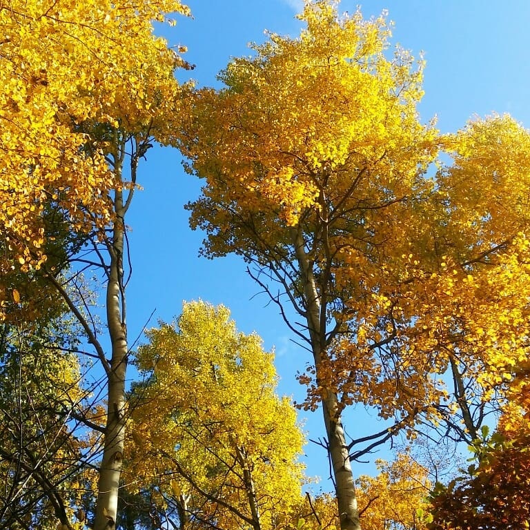 mua thu nuoc Nga anh 15