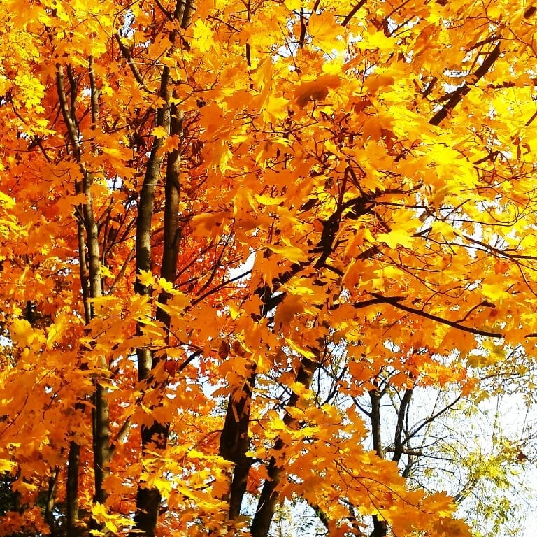 mua thu nuoc Nga anh 18