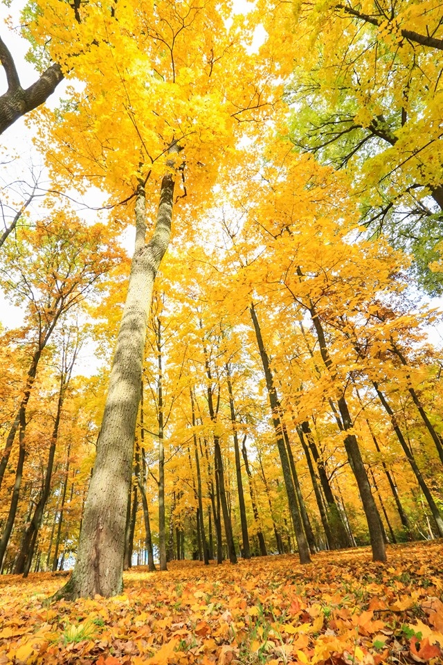 mùa thu ở Saint Petersburg ảnh 17 mua thu o Saint Petersburg anh 17