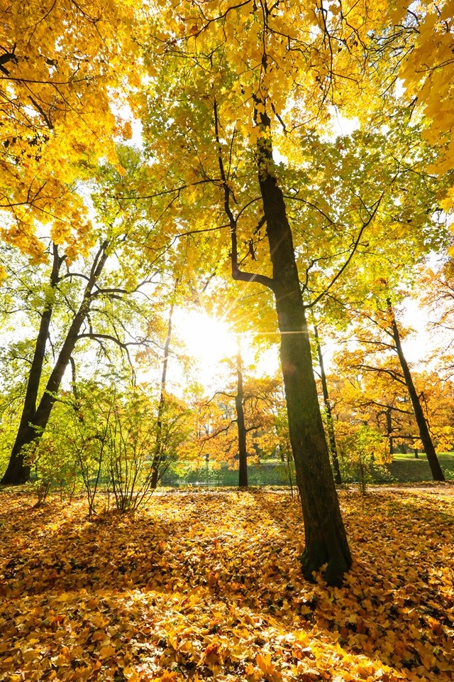 mùa thu ở Saint Petersburg ảnh 18 mua thu o Saint Petersburg anh 18