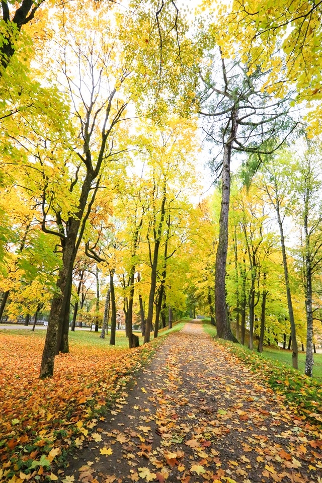 mùa thu ở Saint Petersburg ảnh 20 mua thu o Saint Petersburg anh 20