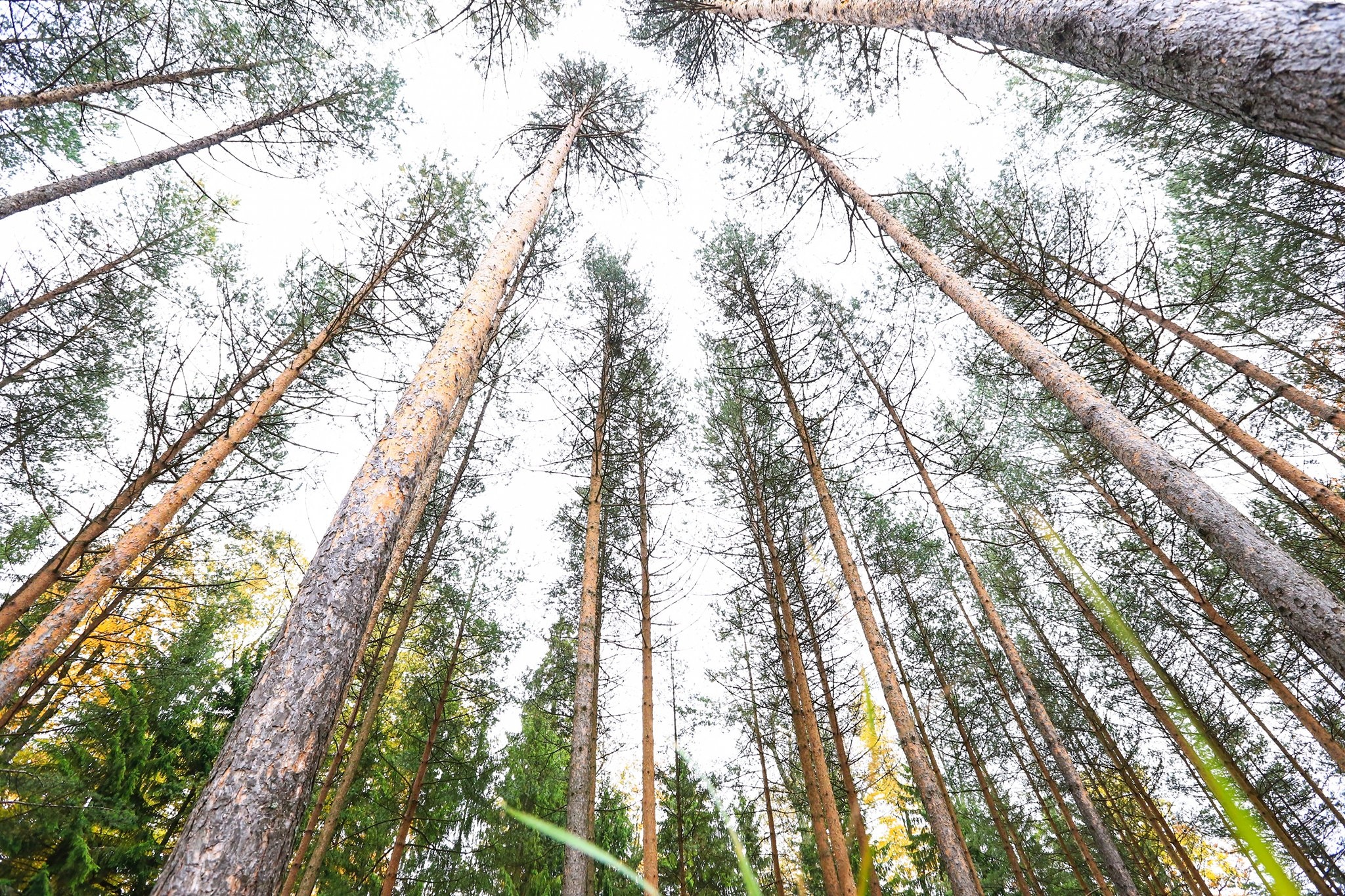 mùa thu ở Saint Petersburg ảnh 22 mua thu o Saint Petersburg anh 22