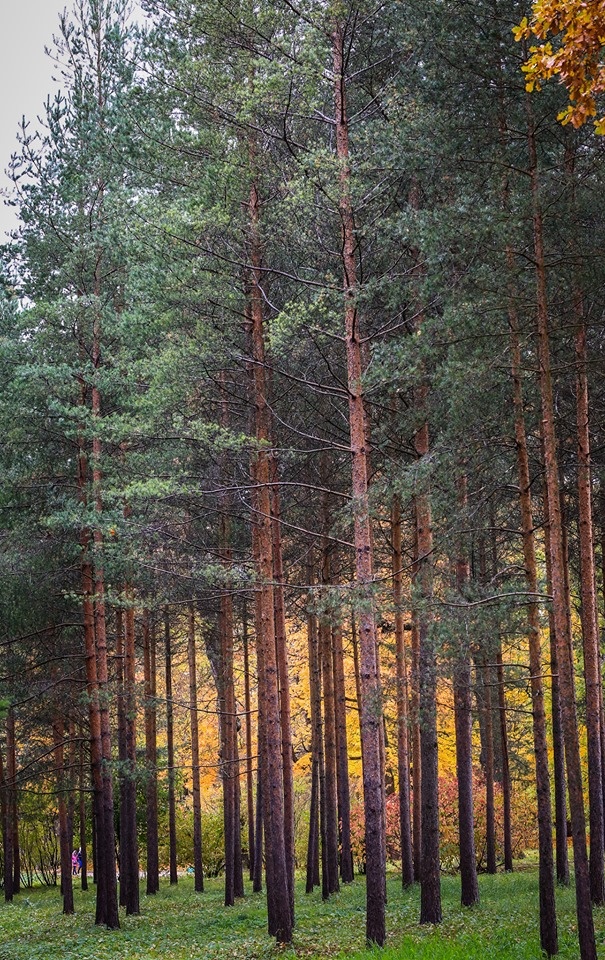 mùa thu ở Saint Petersburg ảnh 23 mua thu o Saint Petersburg anh 23